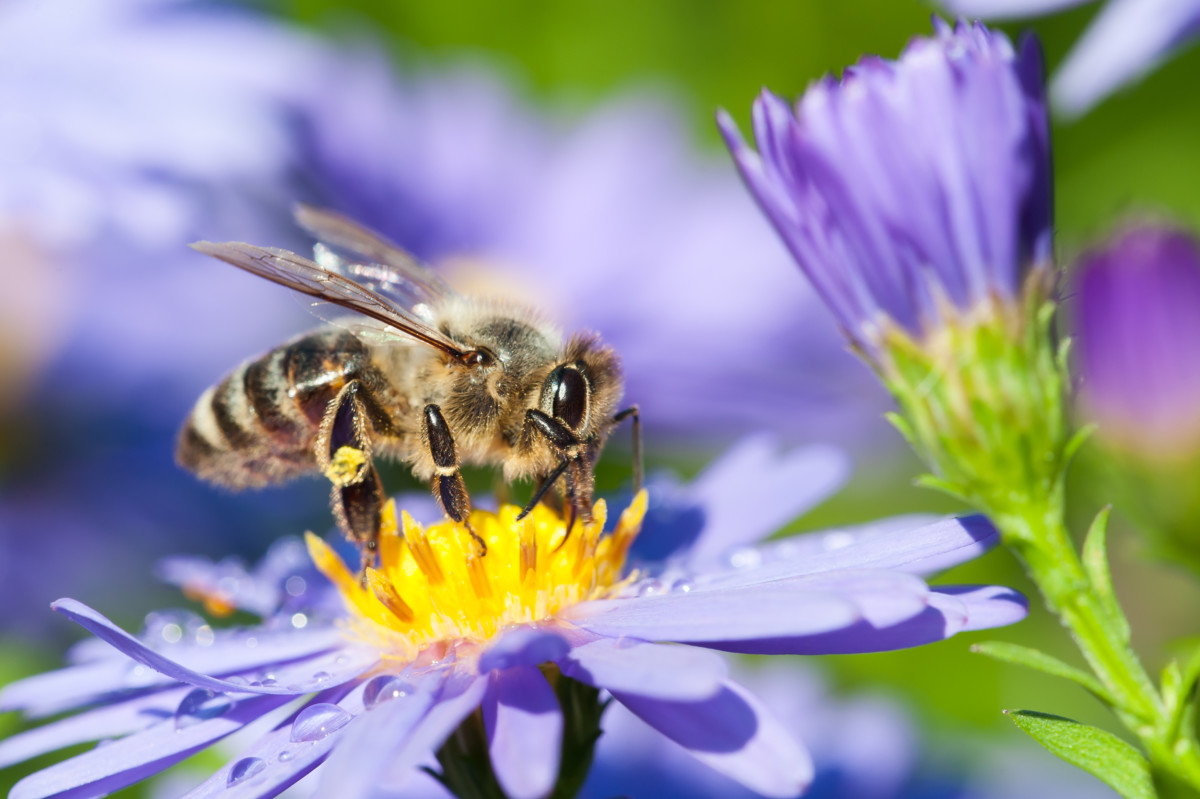Klares Zeichen Für Bienenschutz