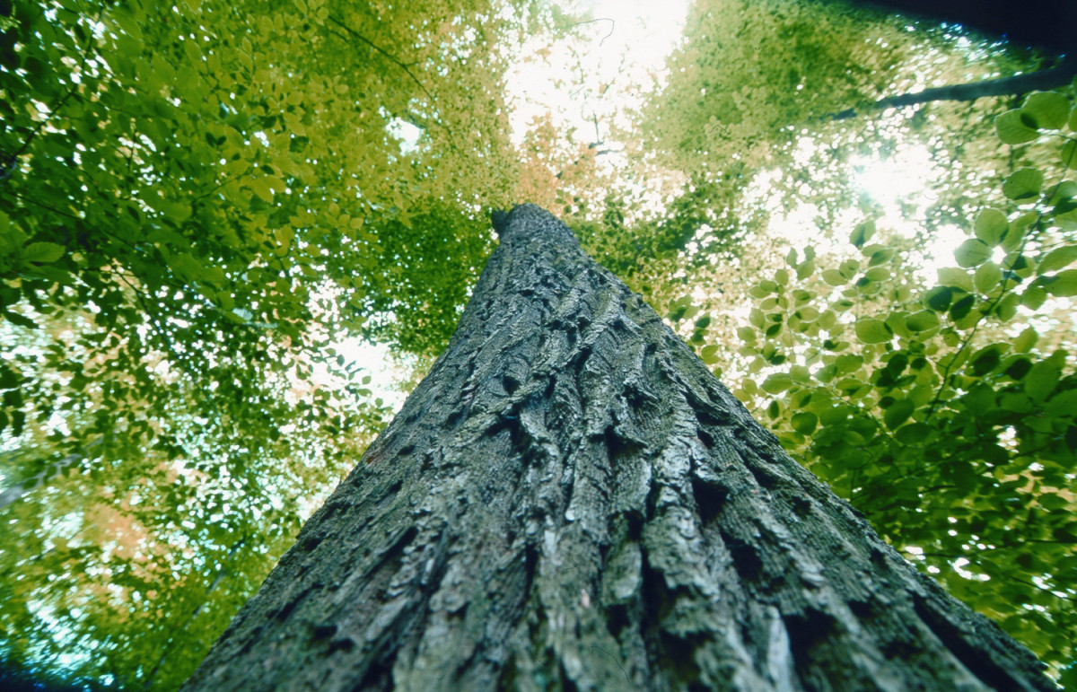 HolzbauPlus-Wettbewerb