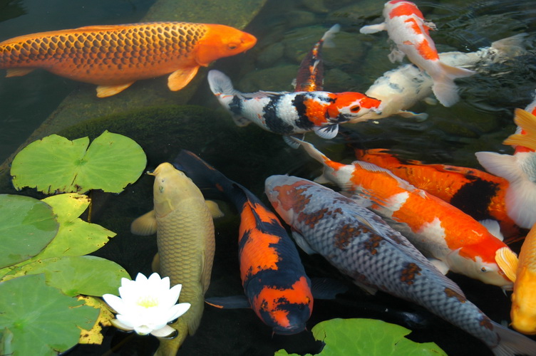 Koi Karpfen im Teich