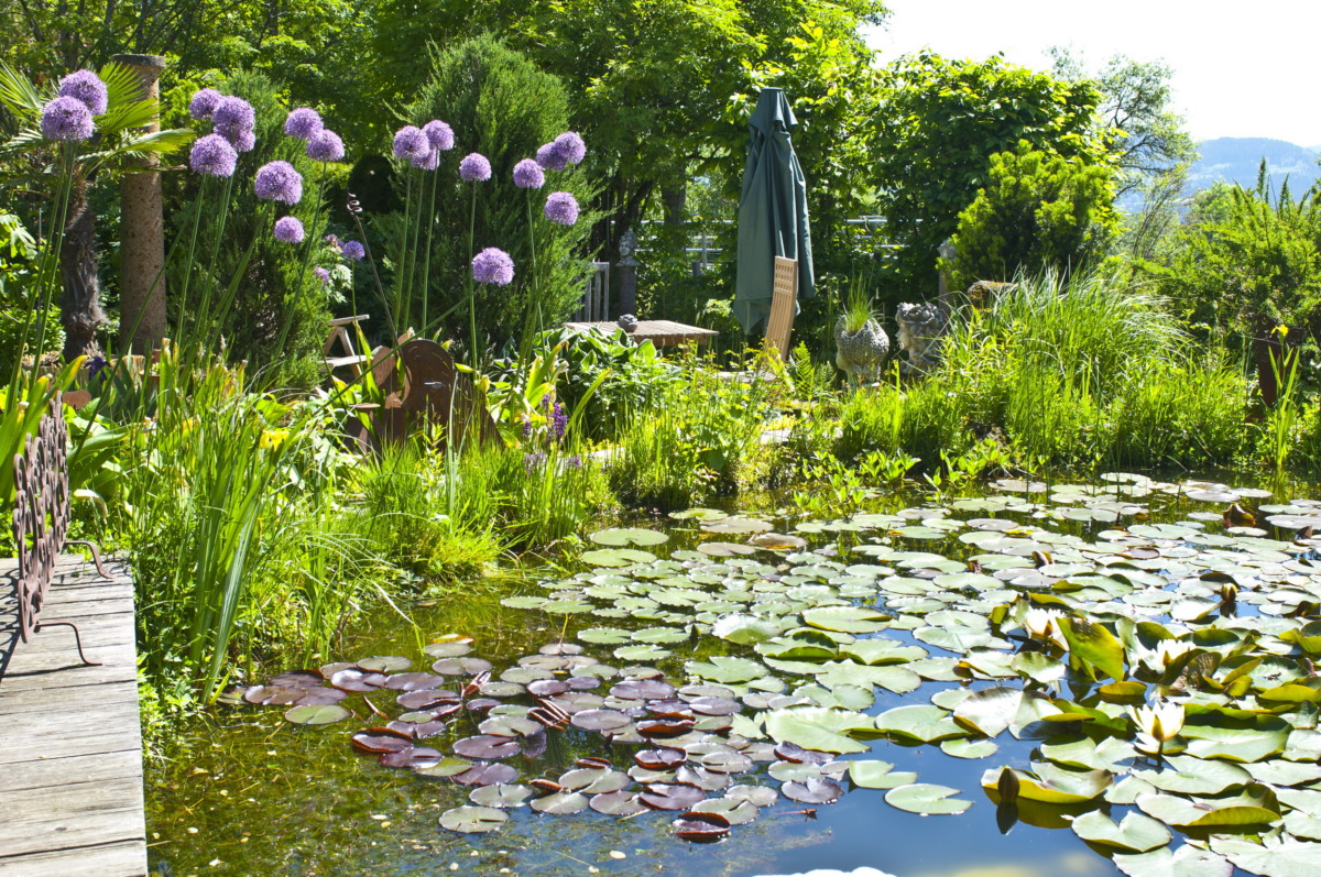 Seerosen im Gartenteich