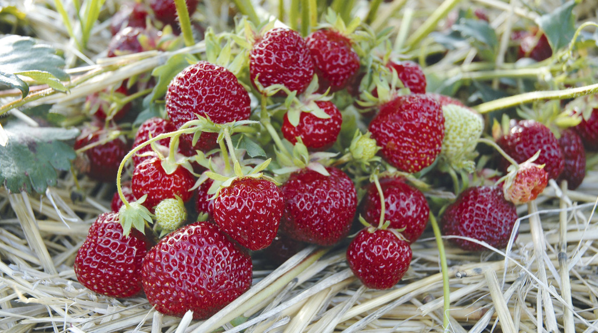 Erdbeeren im Heu