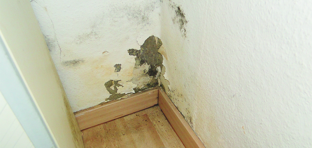 Schimmelpilzschaden hinter Schrank-web