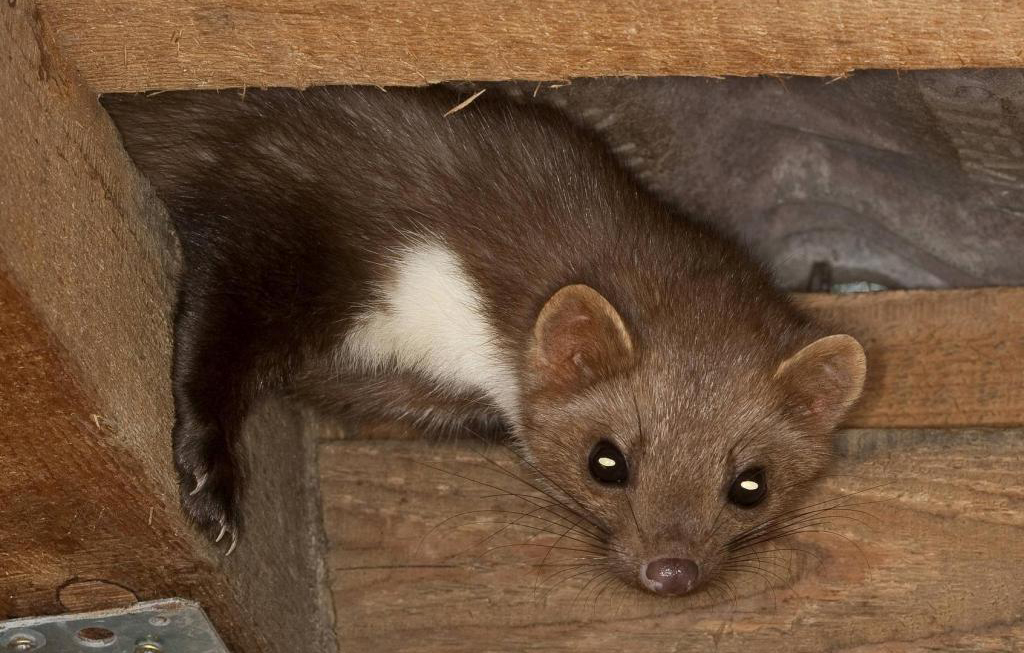 Marder Gefahr Fur Haus Und Bewohner Das Eigene Haus