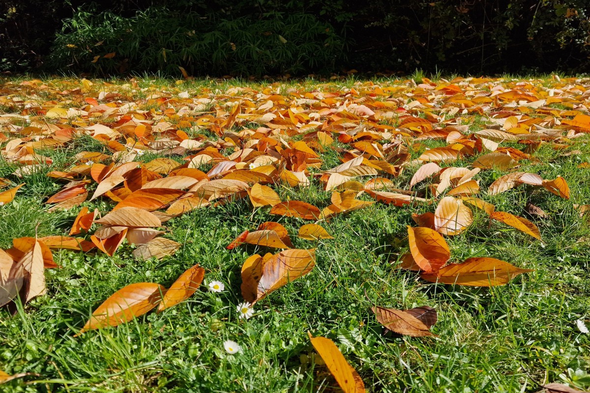 Falllaub im Garten