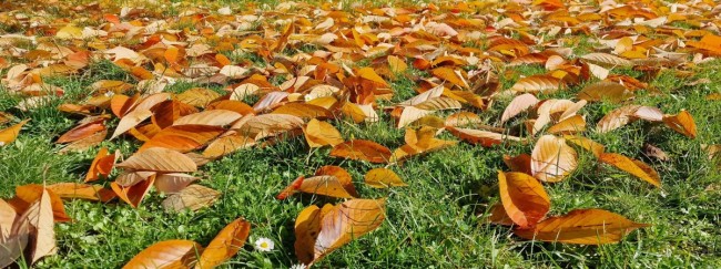 Falllaub im Garten: Was Sie entfernen sollten und was bleiben darf